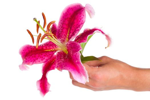 close-up pink lily in hand, isolated on white
