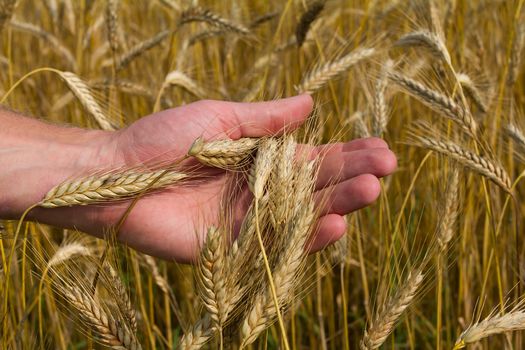 close-up ears of ripe wheat in hand