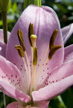 lily flower with stamens and pistil macro