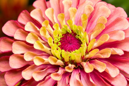 macro shot of dahlia flower