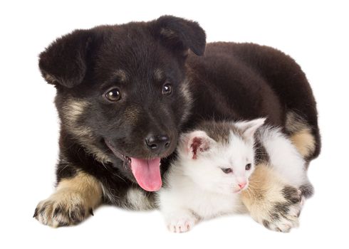 close-up puppy and kitten, isolated on white