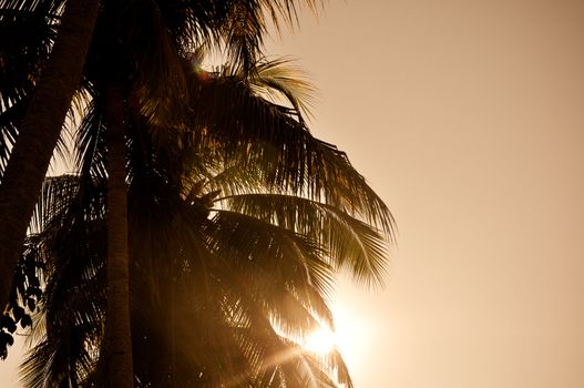 Palm Tree Background that text can be added