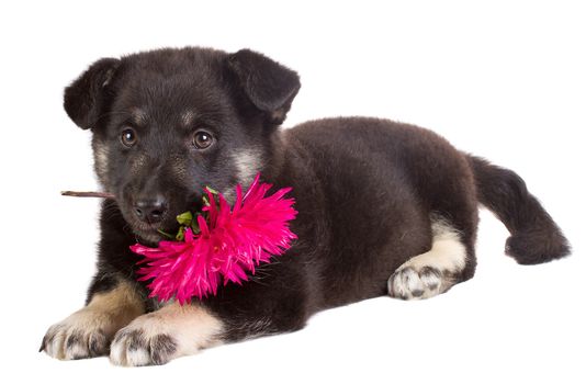 close-up puppy holding flower, isolated on white