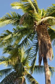 Two Palm Trees with Blue Sky used as background