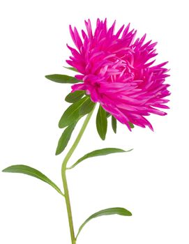 close-up pink aster flower, isolated on white
