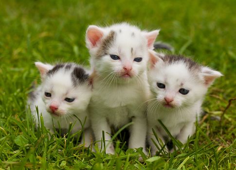 close-up black and white kittens on green grass