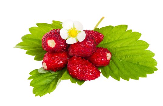close-up wild strawberries with flower and leaves, isolated on white
