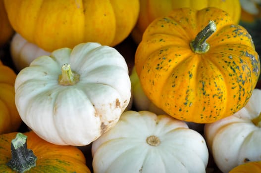 Autumn Pumpkins