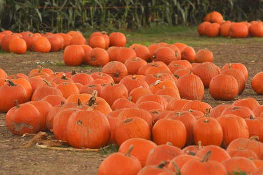 Pumpkins Ready to be purchased at the pumpkin patch