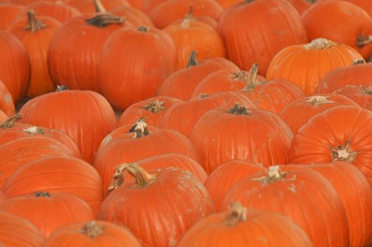 Pumpkins Ready to be purchased at the pumpkin patch