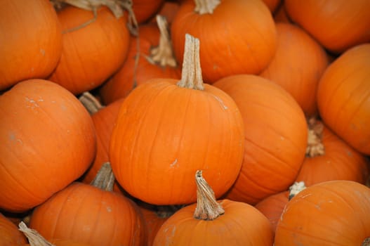 Pumpkins Ready to be purchased at the pumpkin patch