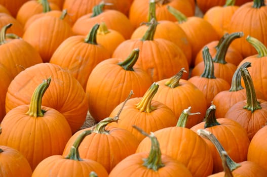 Pumpkin Patch for Halloween Holiday