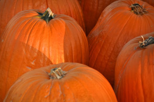 Festive Halloween Pumpkins for sale at the local pumpkin patch
