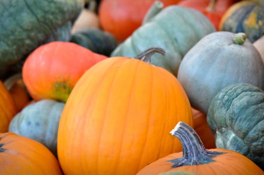 Autumn Pumpkins