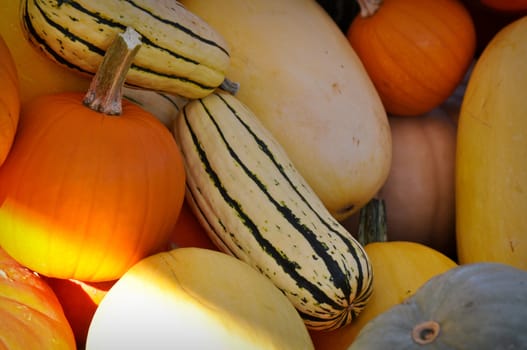 Autumn Pumpkins