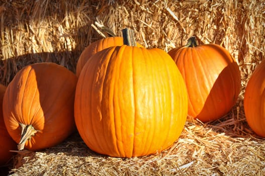 Autumn Pumpkins
