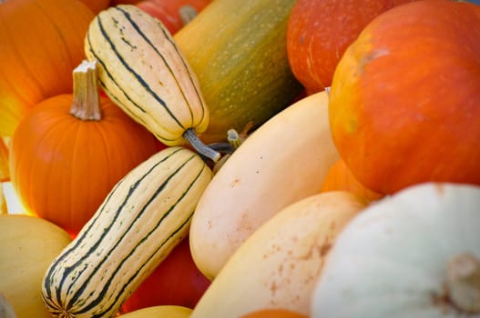 Autumn Pumpkins