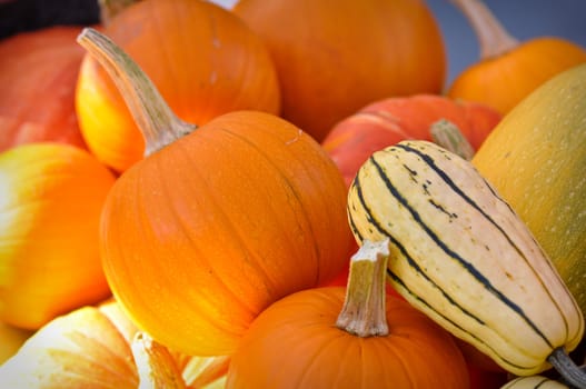 Autumn Pumpkins