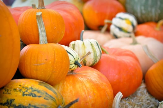 Autumn Pumpkins