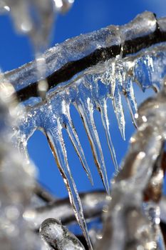 Close view of a section of a frozen tree, where icicles where already formed.