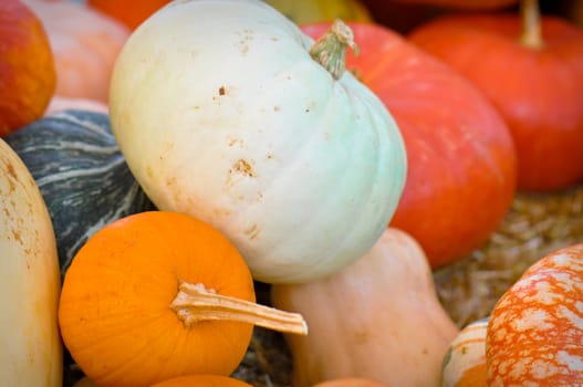 Autumn Pumpkins