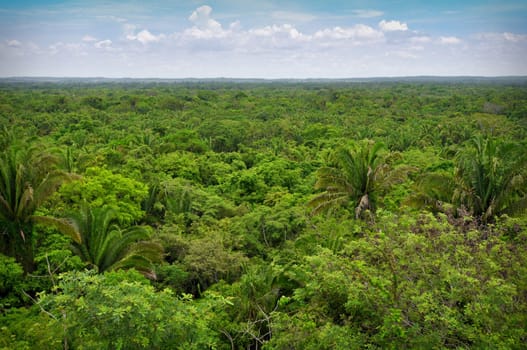 Overhead View of the Rain Forest