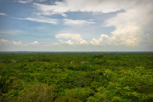 Overhead View of the Rain Forest