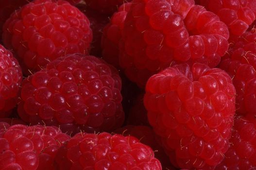 Delicious and Healthy Raspberry ready to eat as a snack