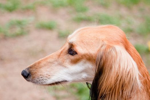 A portrait of young saluki
