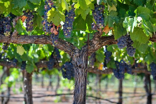 Red Grapes on the Vine in Napa Valley Close Up Macro ready to be made into Wine