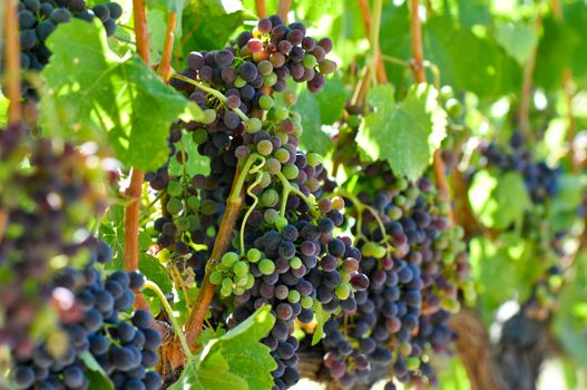 Red Grapes on the Vine in Napa Valley  ready to be made into Wine