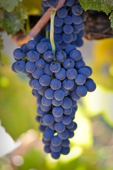 Grapes on the Vine