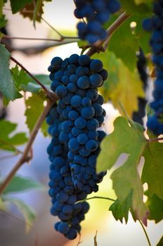Grapes on the Vine