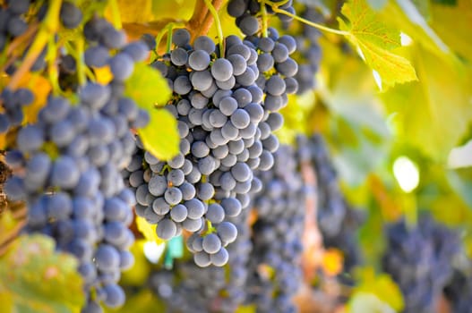 Red Grapes on the Vine