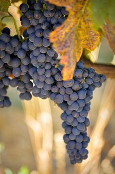 Grapes on the Vine