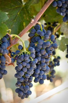 Grapes on the Vine