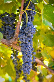 Grapes on the Vine
