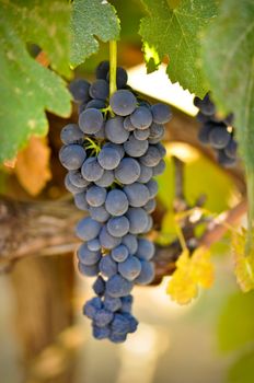 Grapes on the Vine