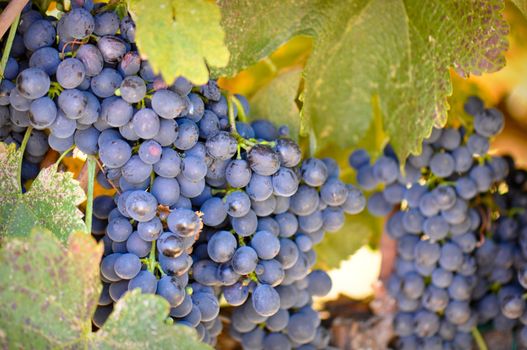 Grapes on the Vine