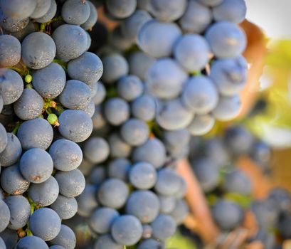 Grapes on the Vine