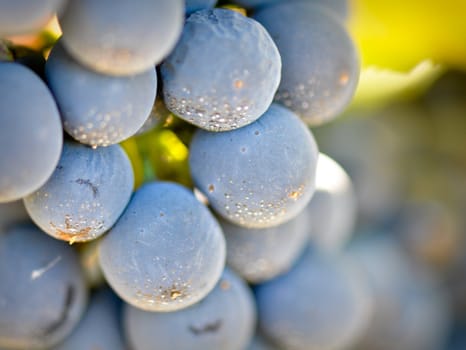 Red Grapes