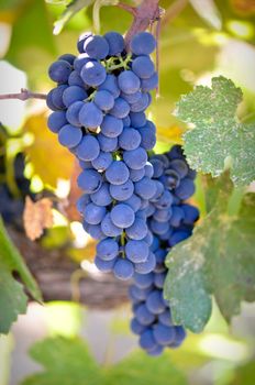 Red Grapes