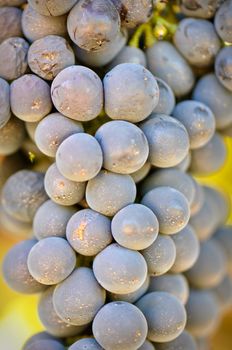 Delicious Red Grapes used for making Wine
