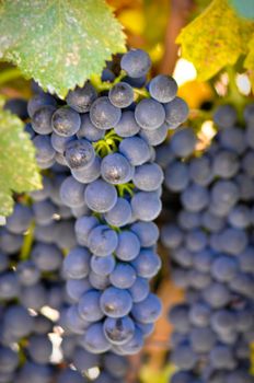 Delicious Red Grapes used for making Wine
