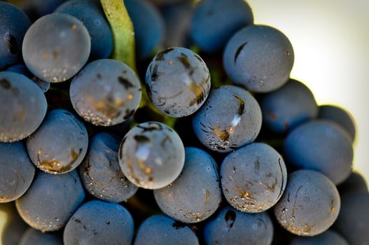 Delicious Red Grapes used for making Wine