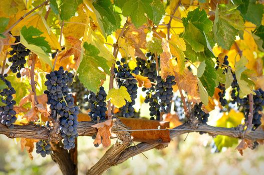 Delicious Red Grapes used for making Wine
