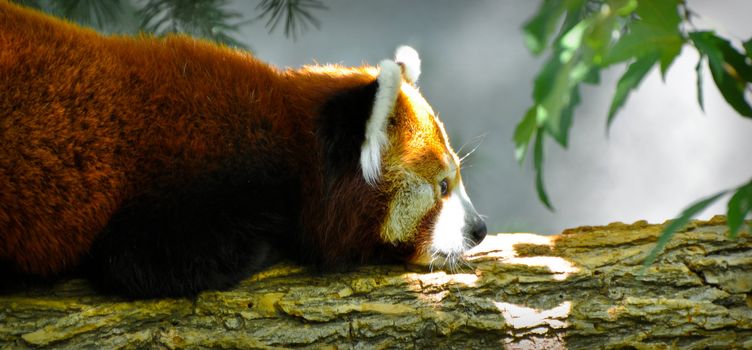 Red Panda