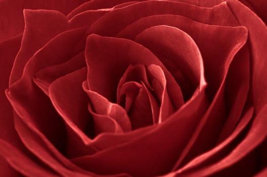 Close Up of a Red Rose for Love