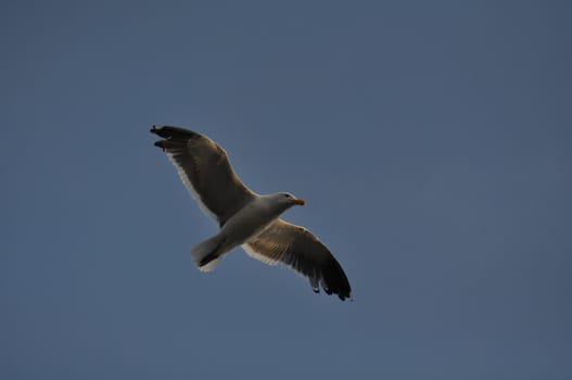 Seagull