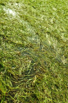 Sedge Water Swamp Green Grass Background